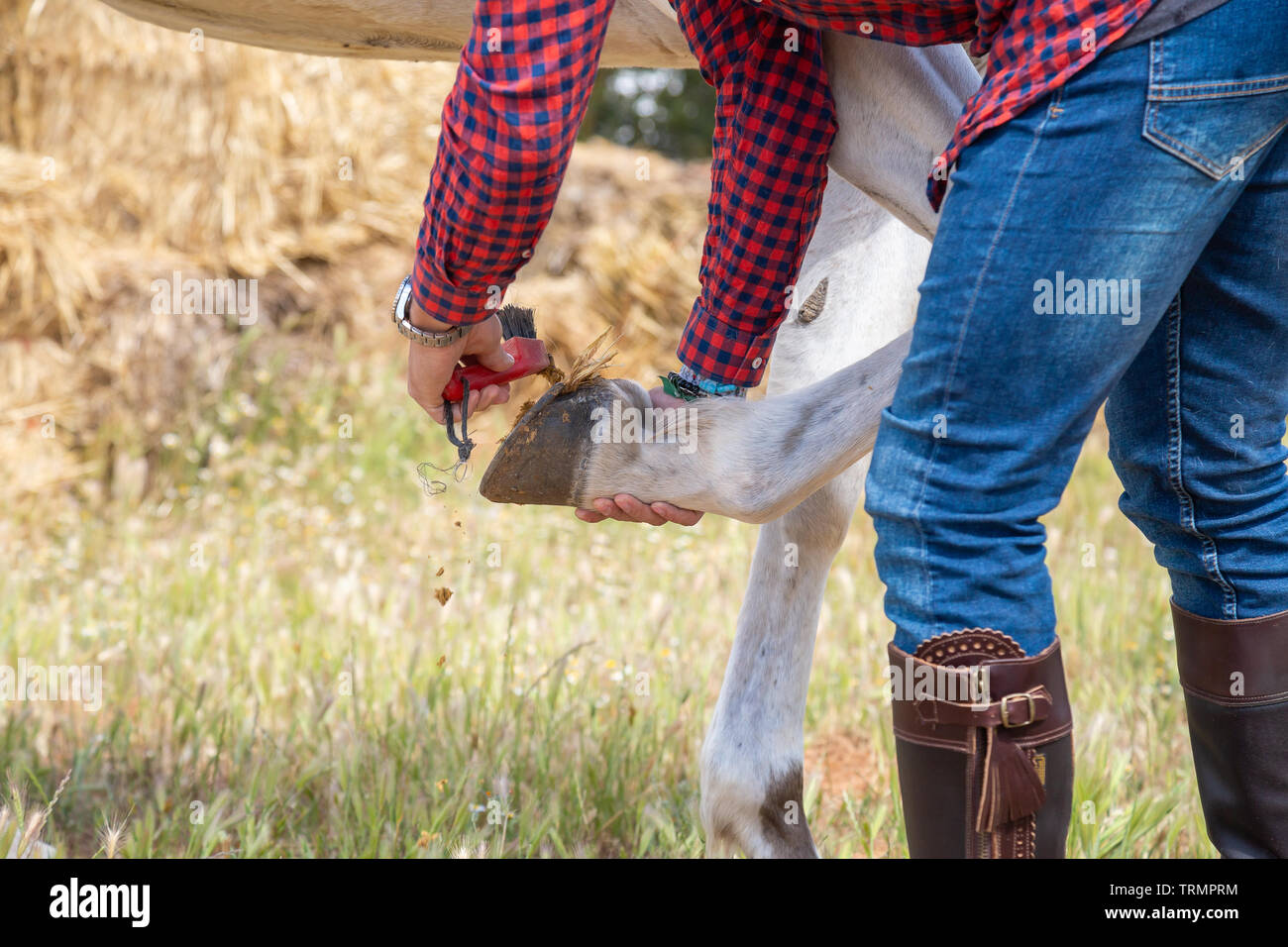 Anonymous young male in casual outfit using brush to remove grass and dirt from horseshoe of white horse in meadow Stock Photo