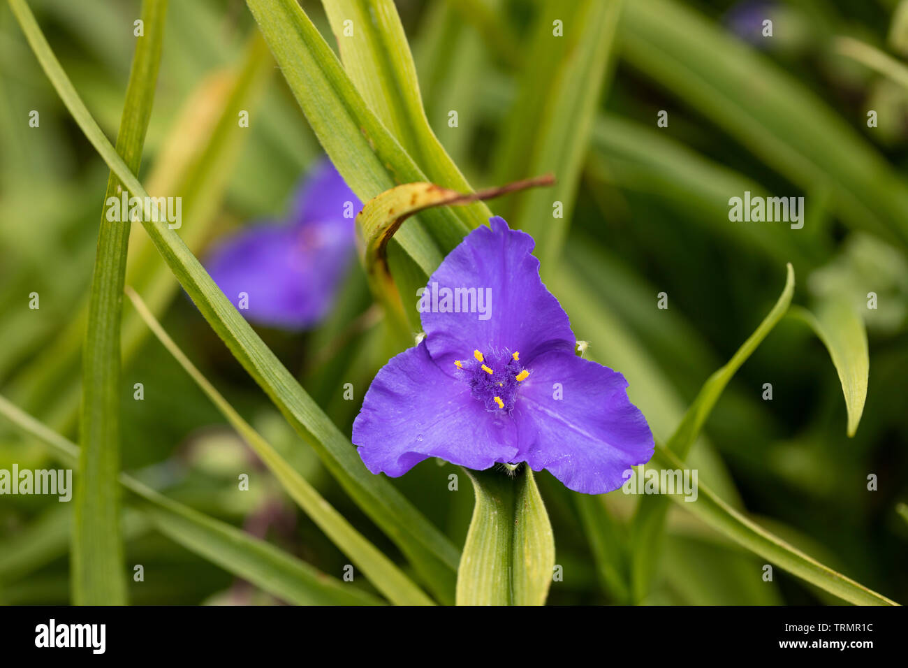 Close up of Tradescantia (Andersoniana Group) 'Blue Stone' flowering in an English garden, UK Stock Photo