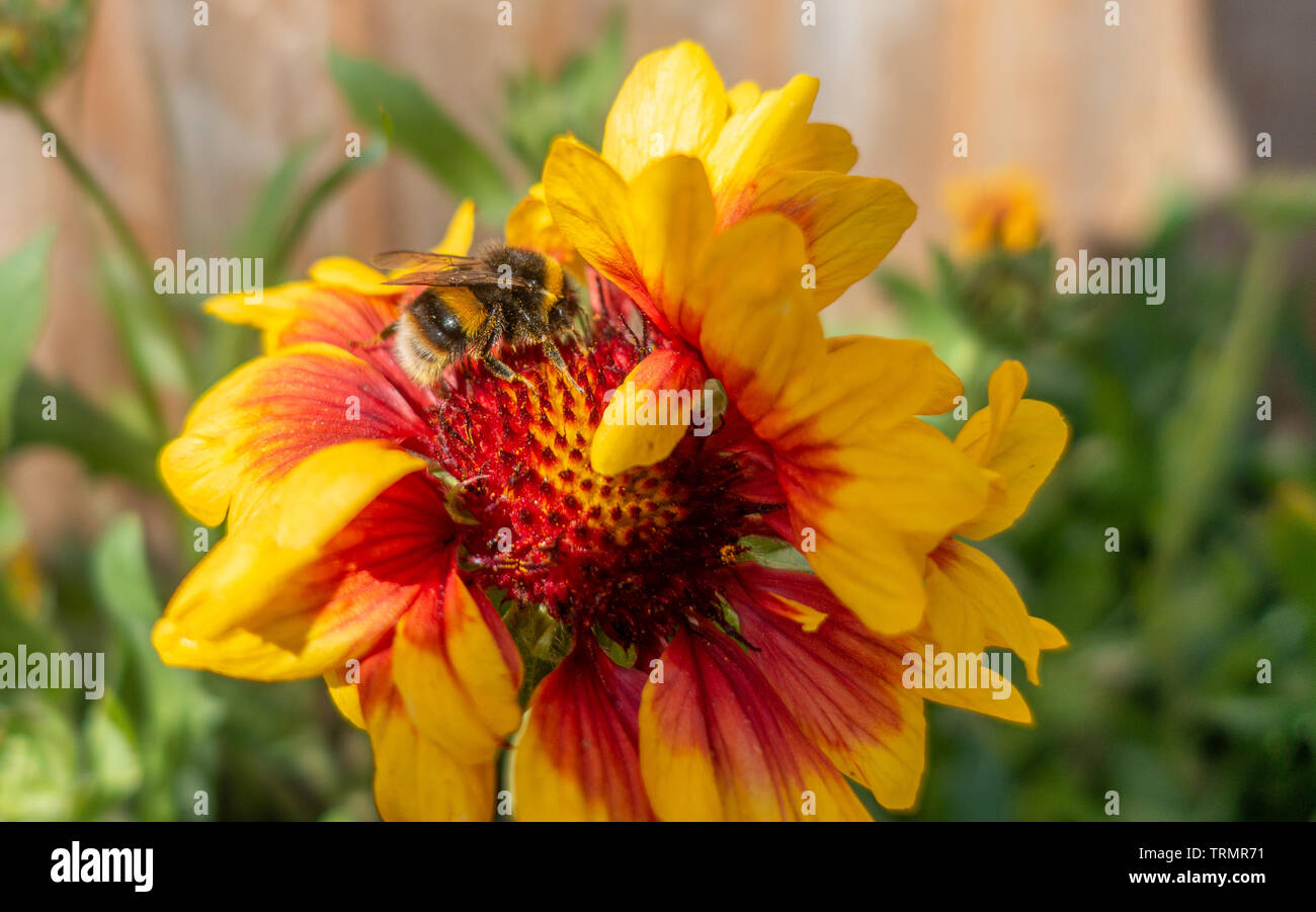 A bumblebee on Gaillardia 'Goblin' flowers in a garden. Stock Photo