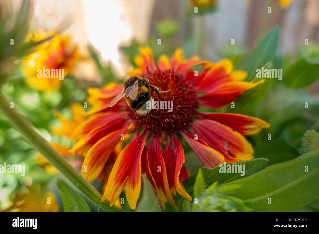 A bumblebee on Gaillardia 'Goblin' flowers in a garden. Stock Photo