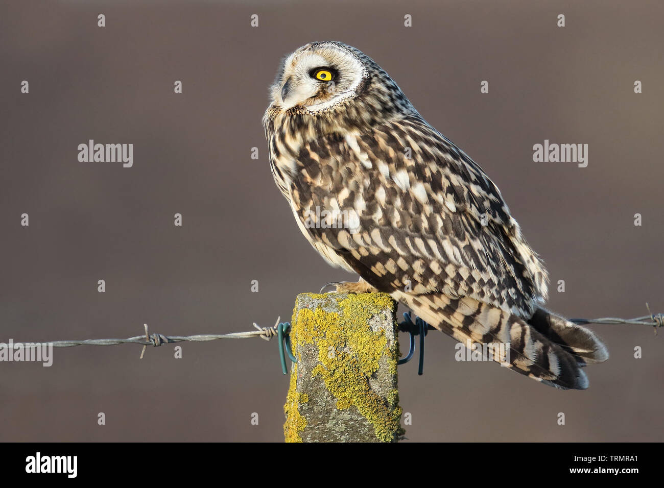 Wild Shorteared Owl (Asio flammeus) on a fence post. Taken in Angus