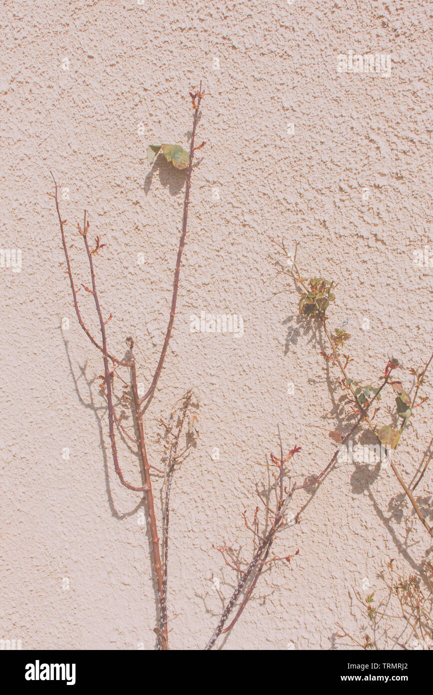 Climbing rose shrub against a wall with textured rendering Stock Photo