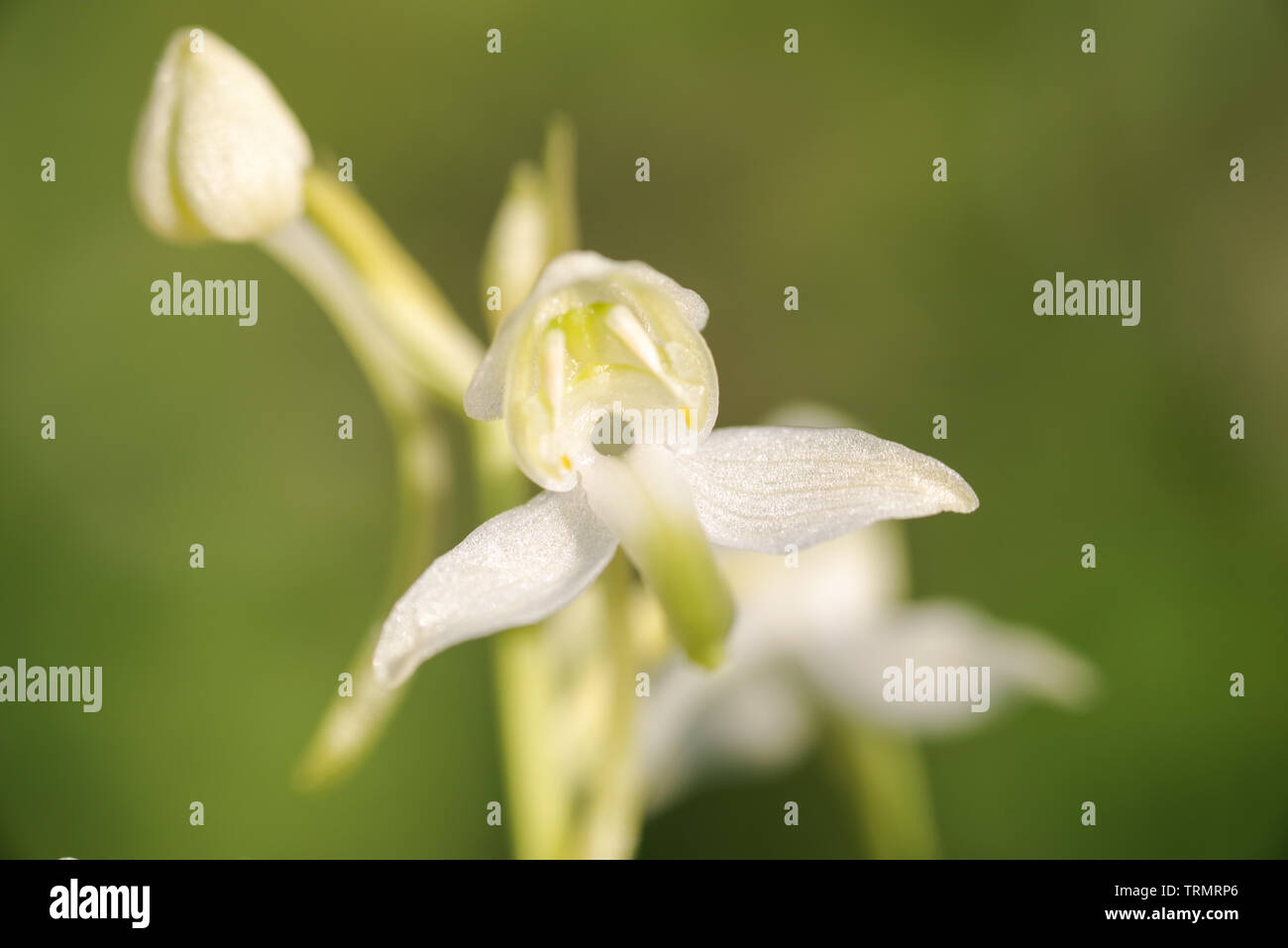 Greater butterfly orchid (Platanthera chlorantha) in flower on Wolstonbury Hill, South Downs - West Sussex, UK Stock Photo