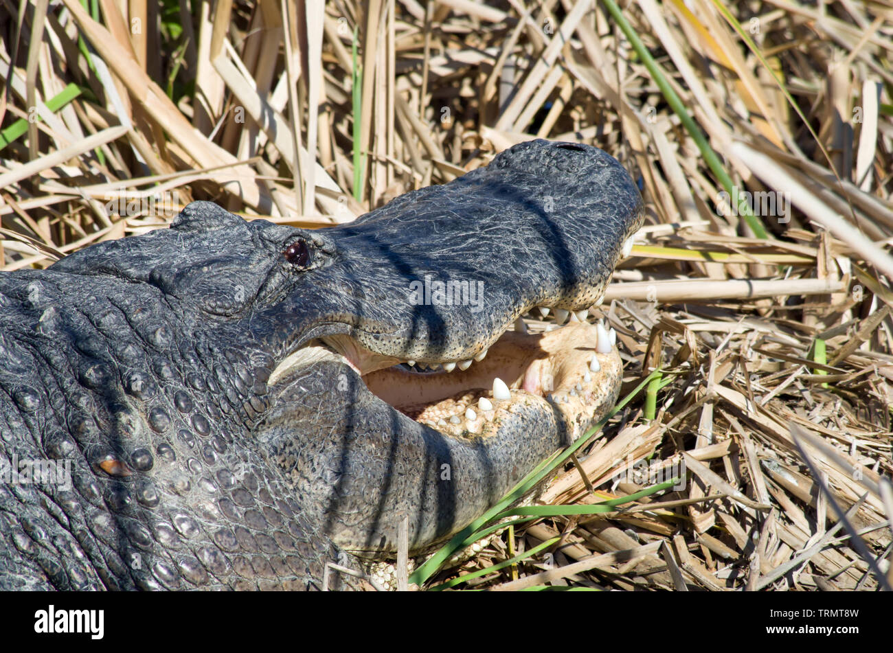 American Alligator closeup, mouth open, at the Leonabelle Turnbull Birding Center in Port Aransas, Texas USA. Stock Photo