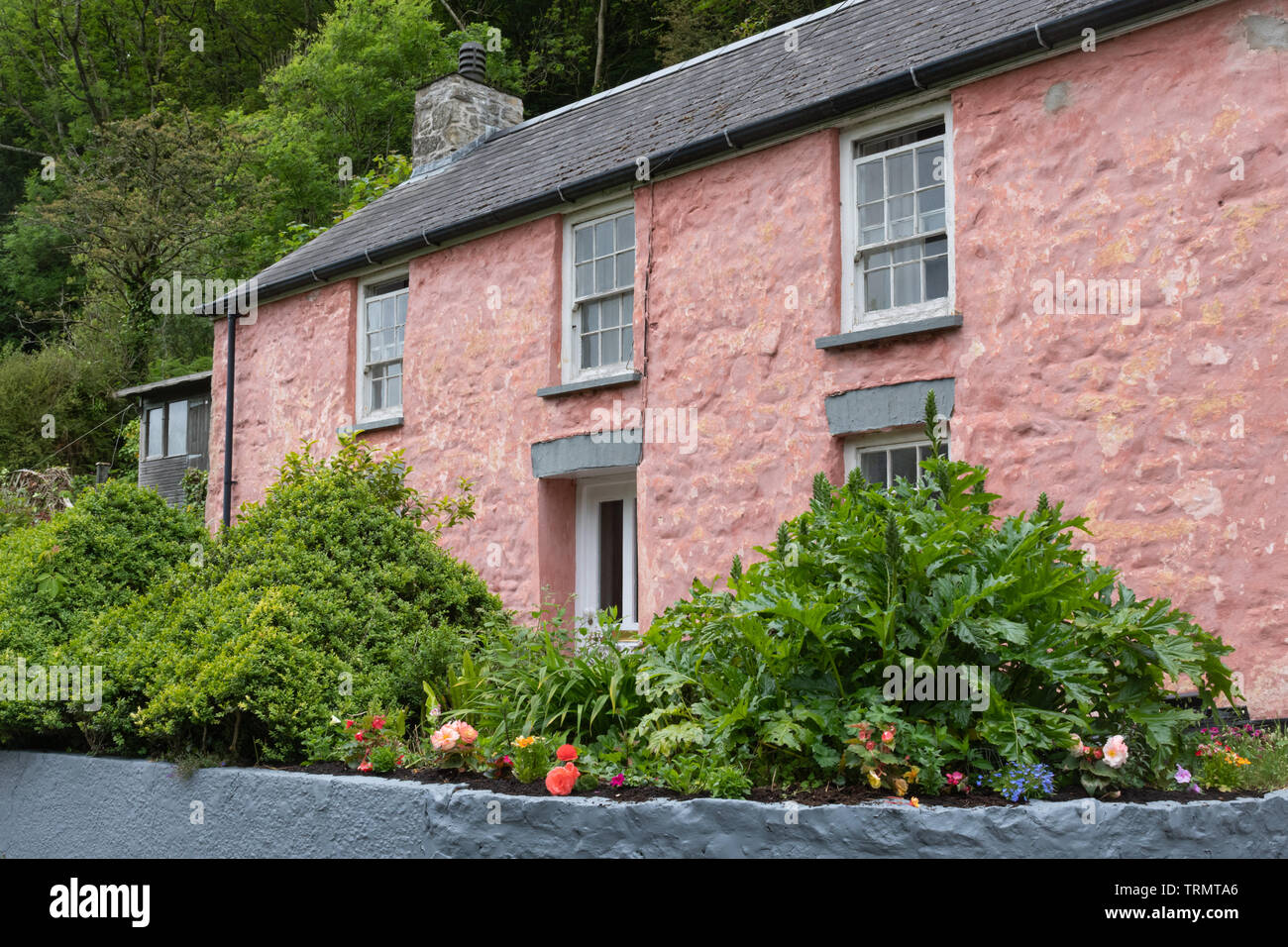 Pretty cottage painted pink in the Welsh village of Solva, Pembrokeshire, Wales, UK Stock Photo