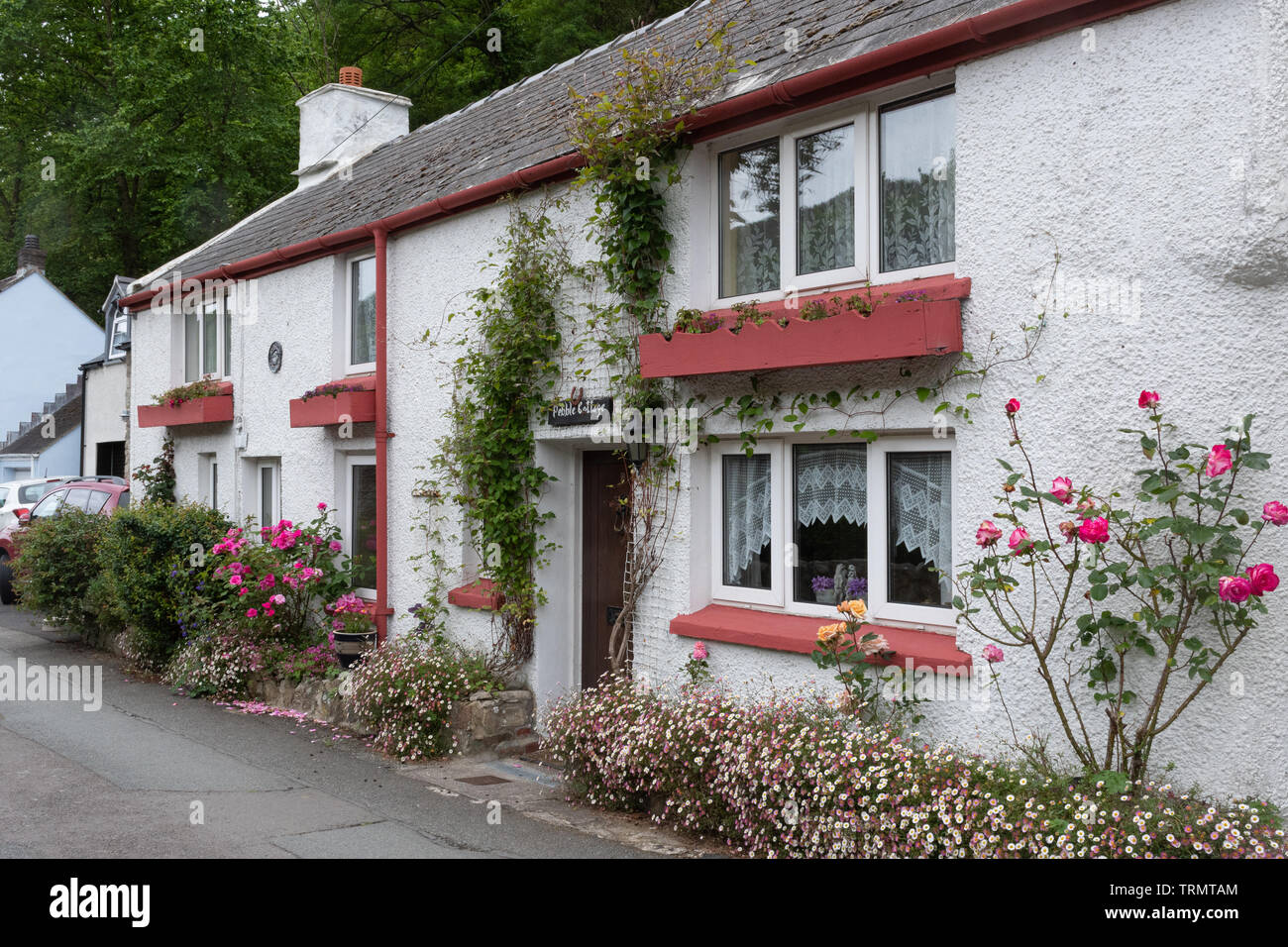 Pretty white cottage with pink window sills and roses in the Welsh village of Solva, Pembrokeshire, Wales, UK Stock Photo