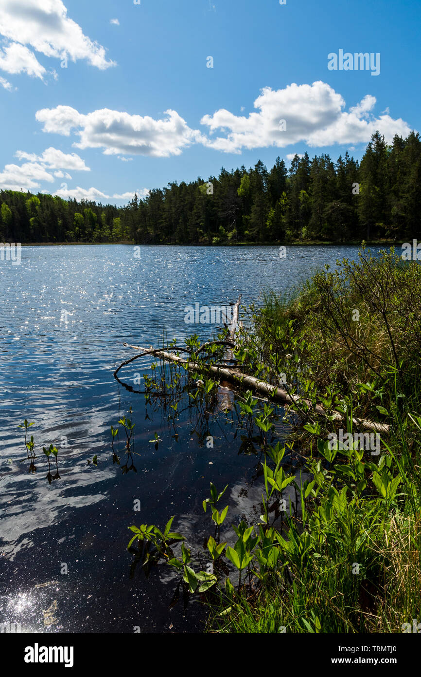 Bylsjön lake in the Tyresta National Park, Sweden Stock Photo