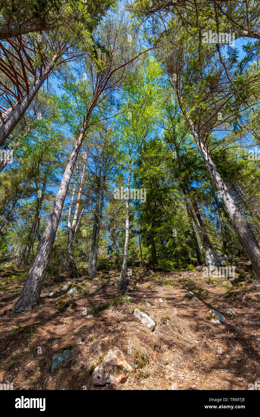 Pine trees reaching for the sky Stock Photo - Alamy