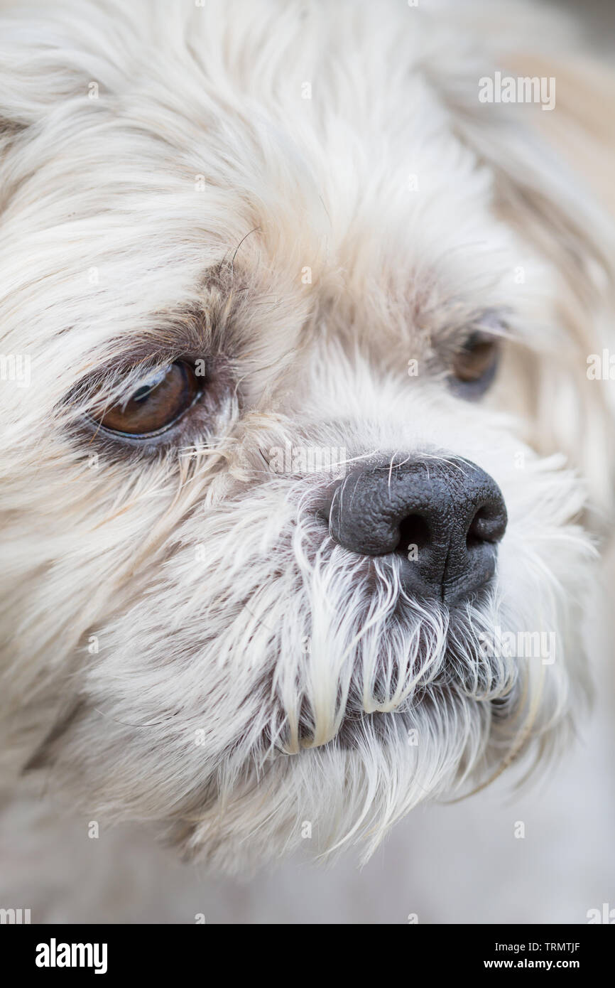 Pet dog, man's best friend, visiting an allotment in North East England