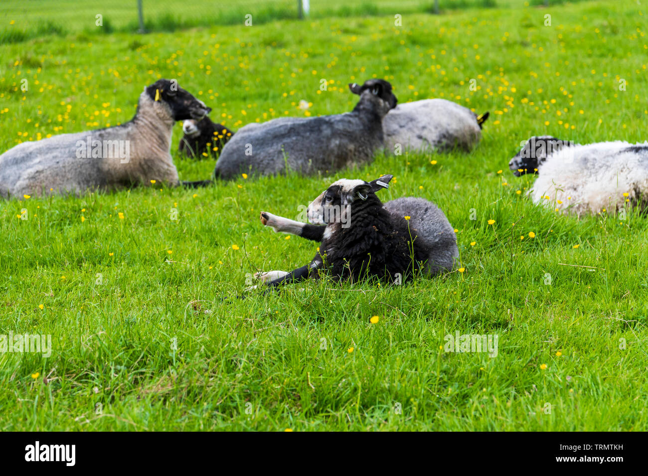 A black sheep lies down in a field in Sweden Stock Photo