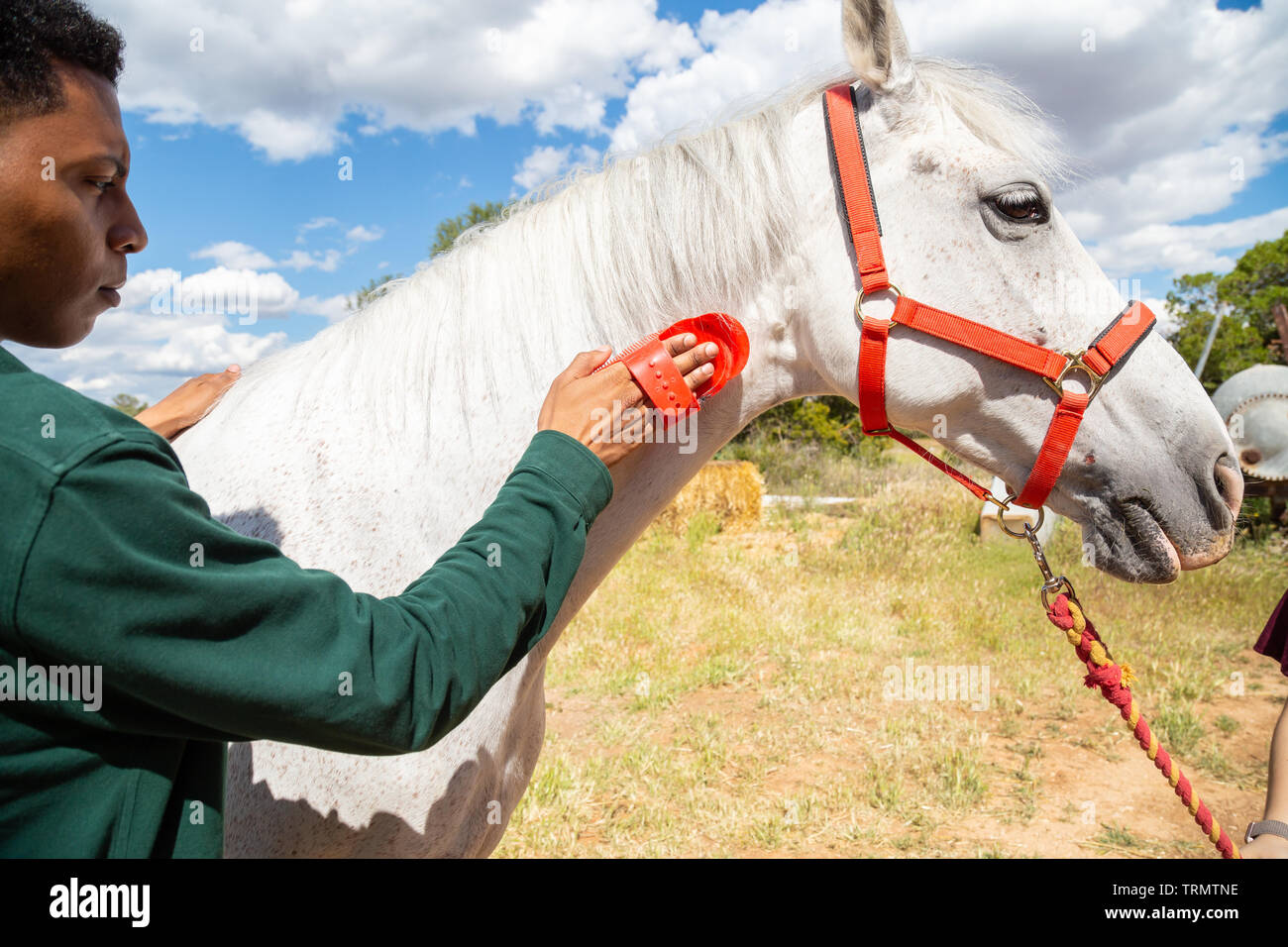 Back view of young African American male using brush to care for hair of white horse on cloudy day ranch Stock Photo