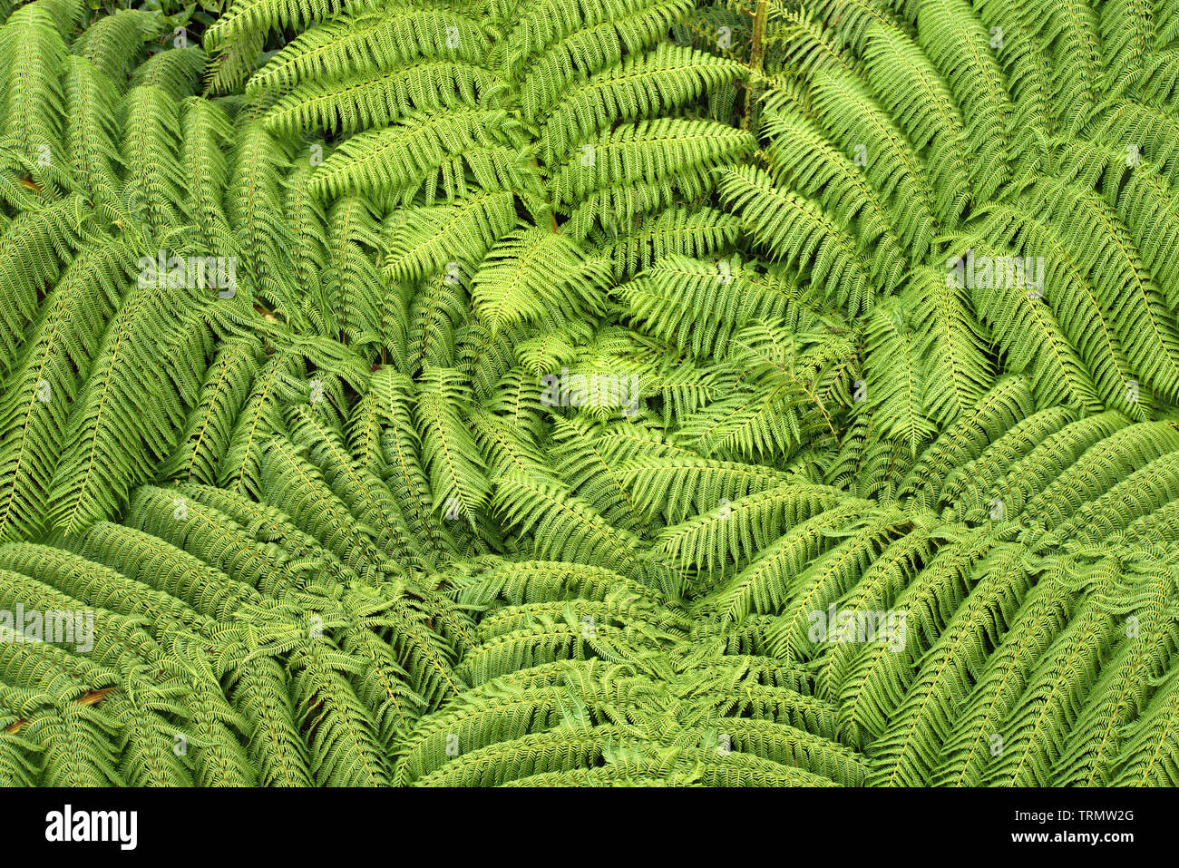New Zealand endemic tree fern (Cyathea Smithii) from above, native forest natural background Stock Photo