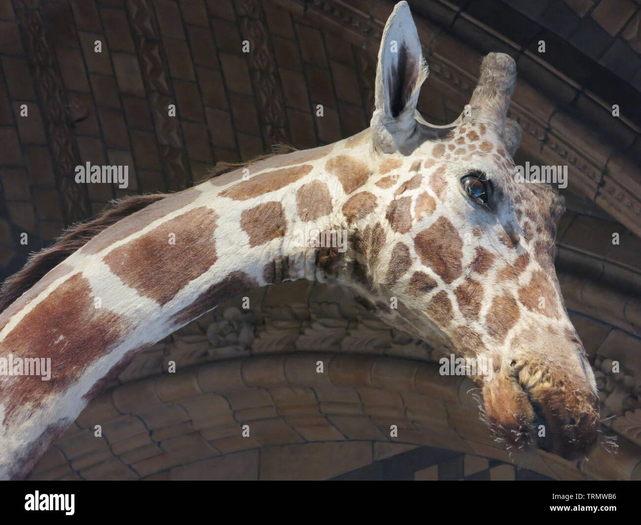 Close-up of the head and neck of a tall giraffe, one of the stuffed creatures preserved at London's Natural History Museum Stock Photo