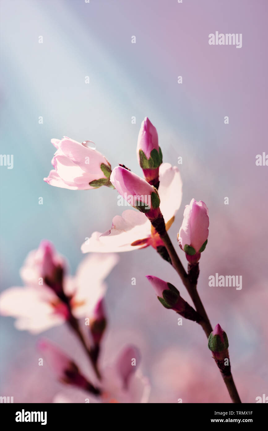 Beautiful almond flowers on a blurred background. Stock Photo