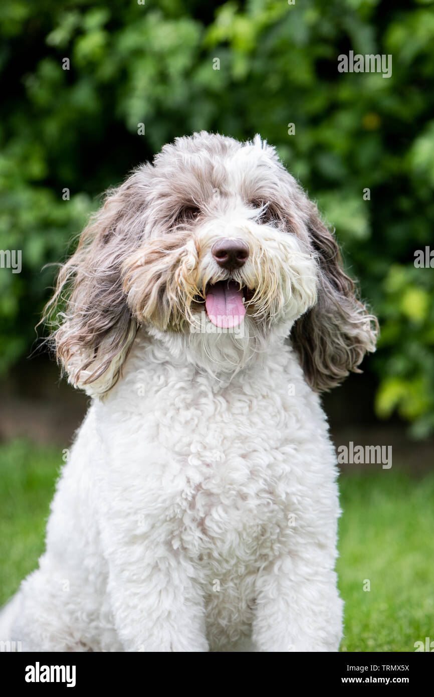 A portrait of a brown and white labradoodle standing outside with a