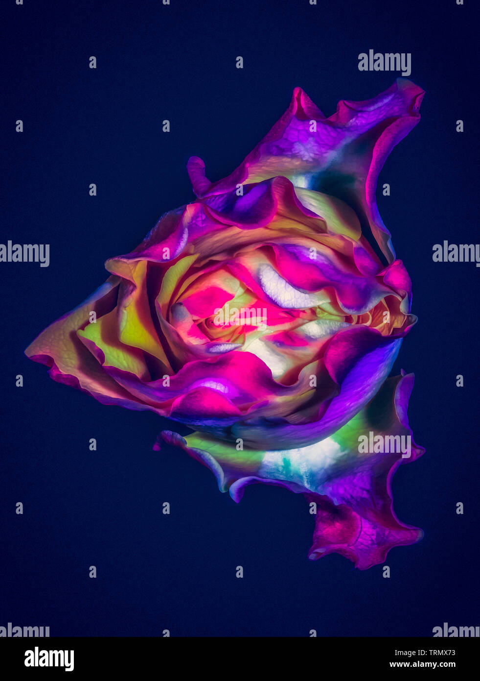 Surrealistic abstract fine art still life detailed rose portrait of pink violet yellow single isolated bloom with fine textures on blue background Stock Photo