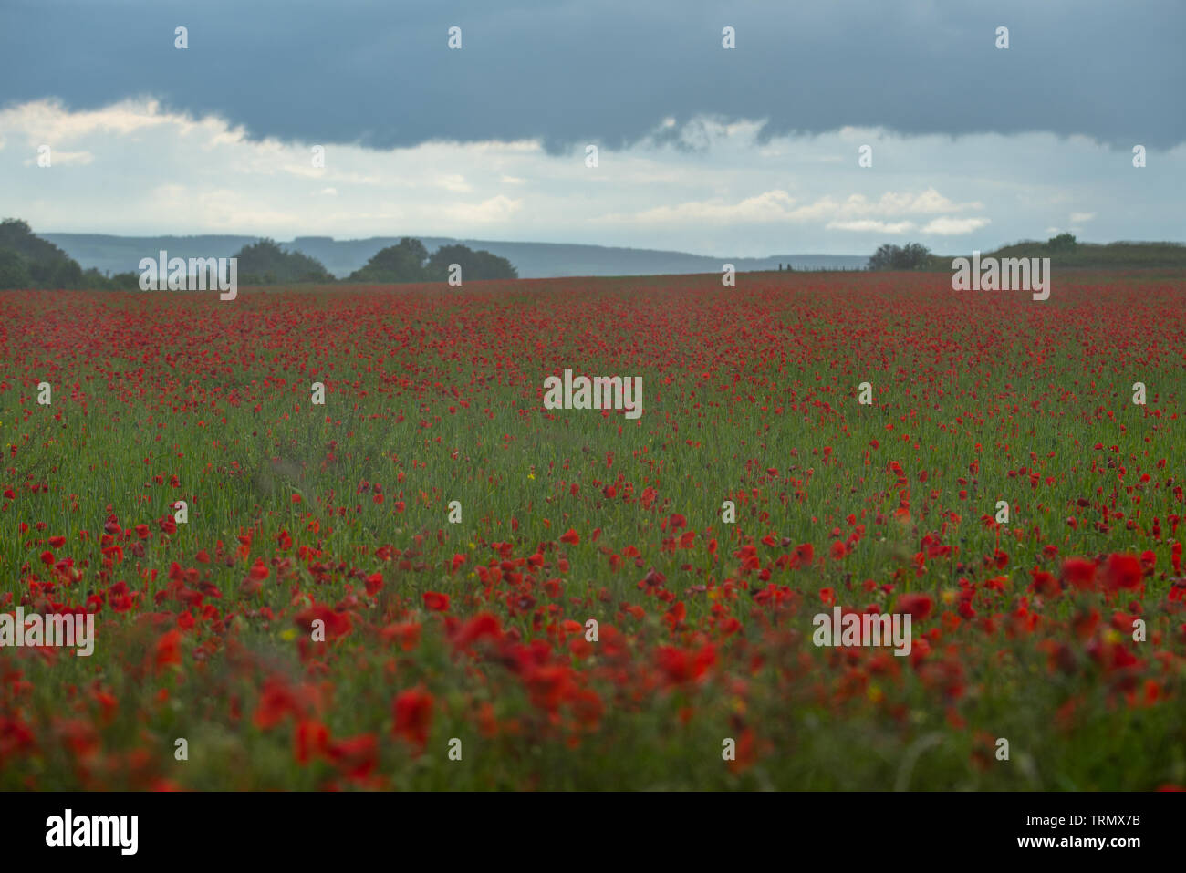 Berwick St James, Wiltshire, UK. 9th June 2019. UK Weather: Dark storm clouds gather over a field of bright red poppies  on the Wiltshire Downs near the A303 on an a mixed day of sunshine and rain showers.  Credit: Celia McMahon/Alamy Live News. Stock Photo