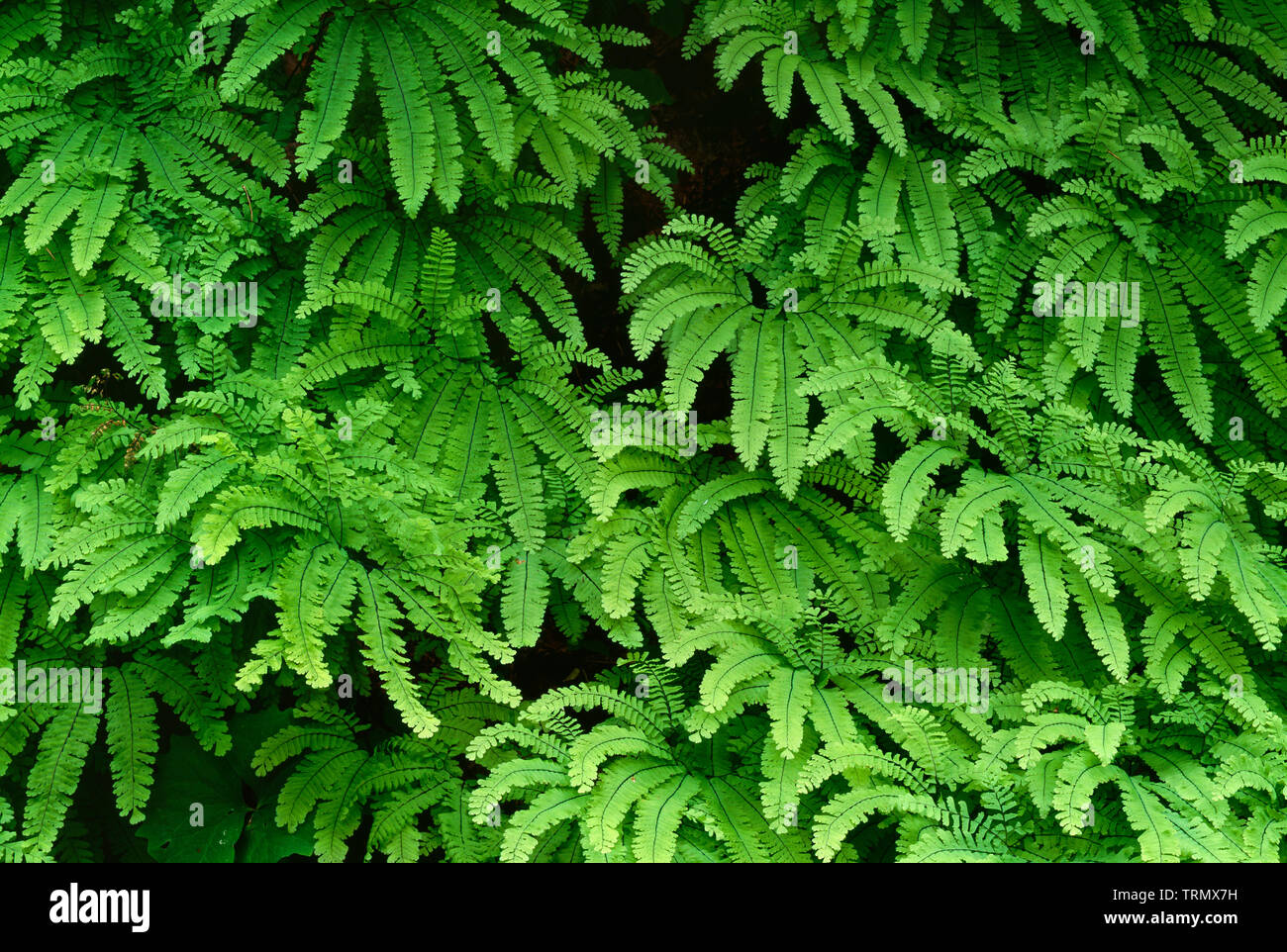 USA, Washington, Gifford Pinchot National Forest, Early summer growth of western maidenhair fern (Adiantum aleuticum). Stock Photo