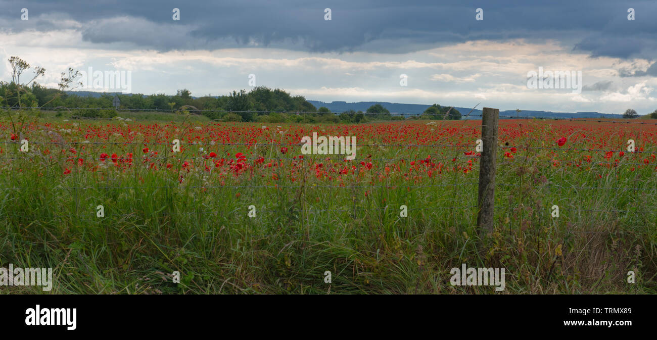 Berwick St James, Wiltshire, UK. 9th June 2019. UK Weather: Dark storm clouds gather over a field of bright red poppies  on the Wiltshire Downs near the A303 on an a mixed day of sunshine and rain showers.  Credit: Celia McMahon/Alamy Live News. Stock Photo