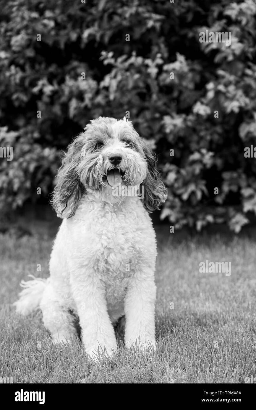 A portrait of a brown and white labradoodle's face, standing outside with a beautiful green background. Black and white. Stock Photo