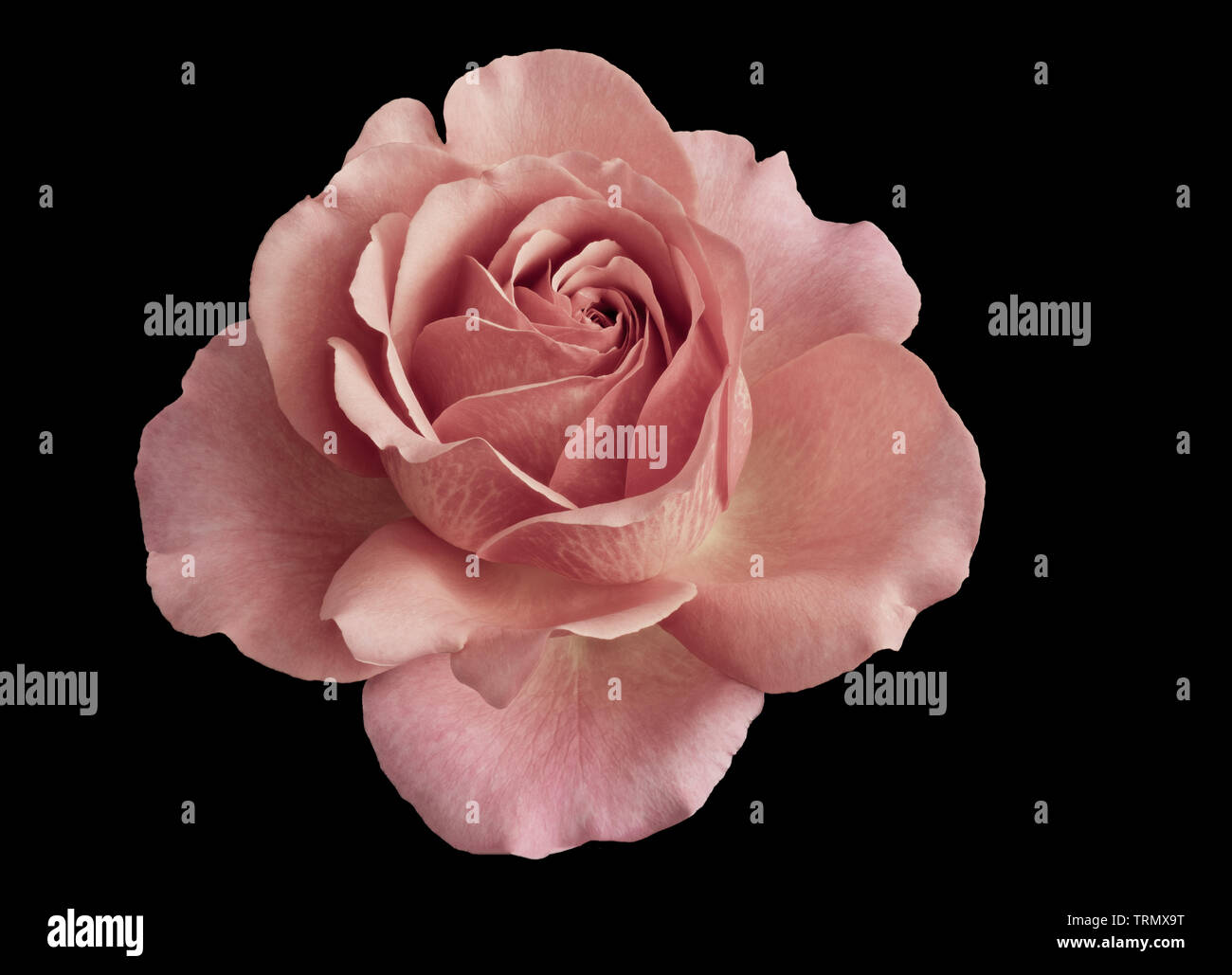 macro of a single isolated pastel pink rose blossom, black background, in fine art still life vintage painting style Stock Photo
