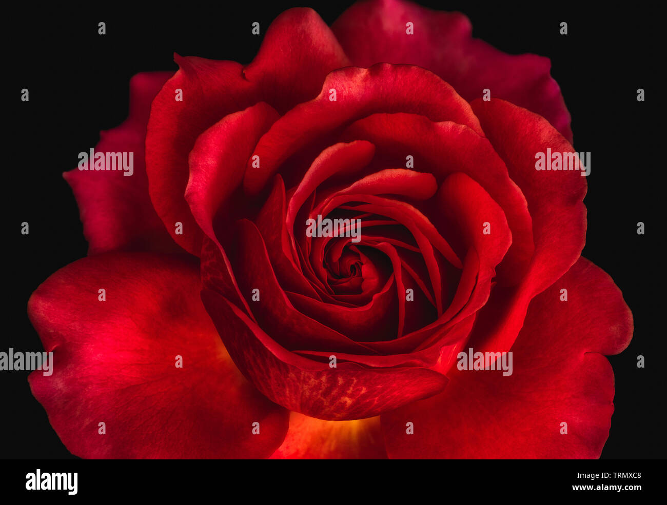 Detailed Image Of Red Rose Stock Photos Detailed Image Of Red
