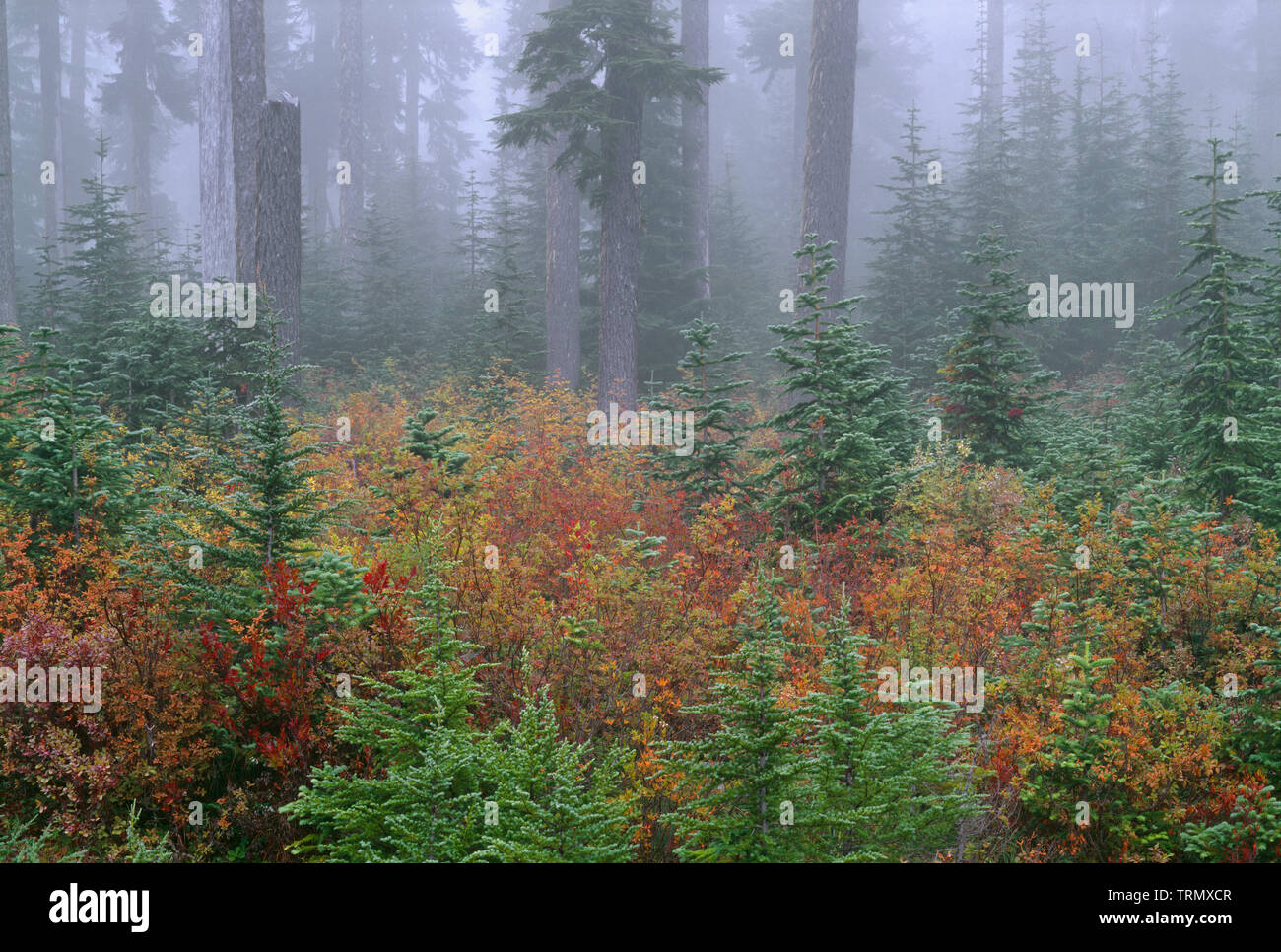 Indian heaven wilderness hires stock photography and images Alamy