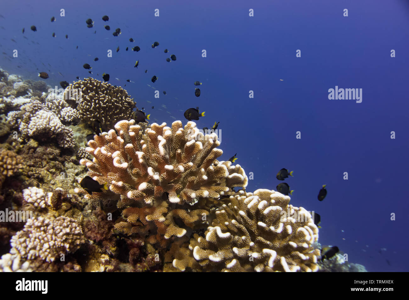 Damselfish in Pocillopora Coral, Makatea island, French Polynesia Stock Photo