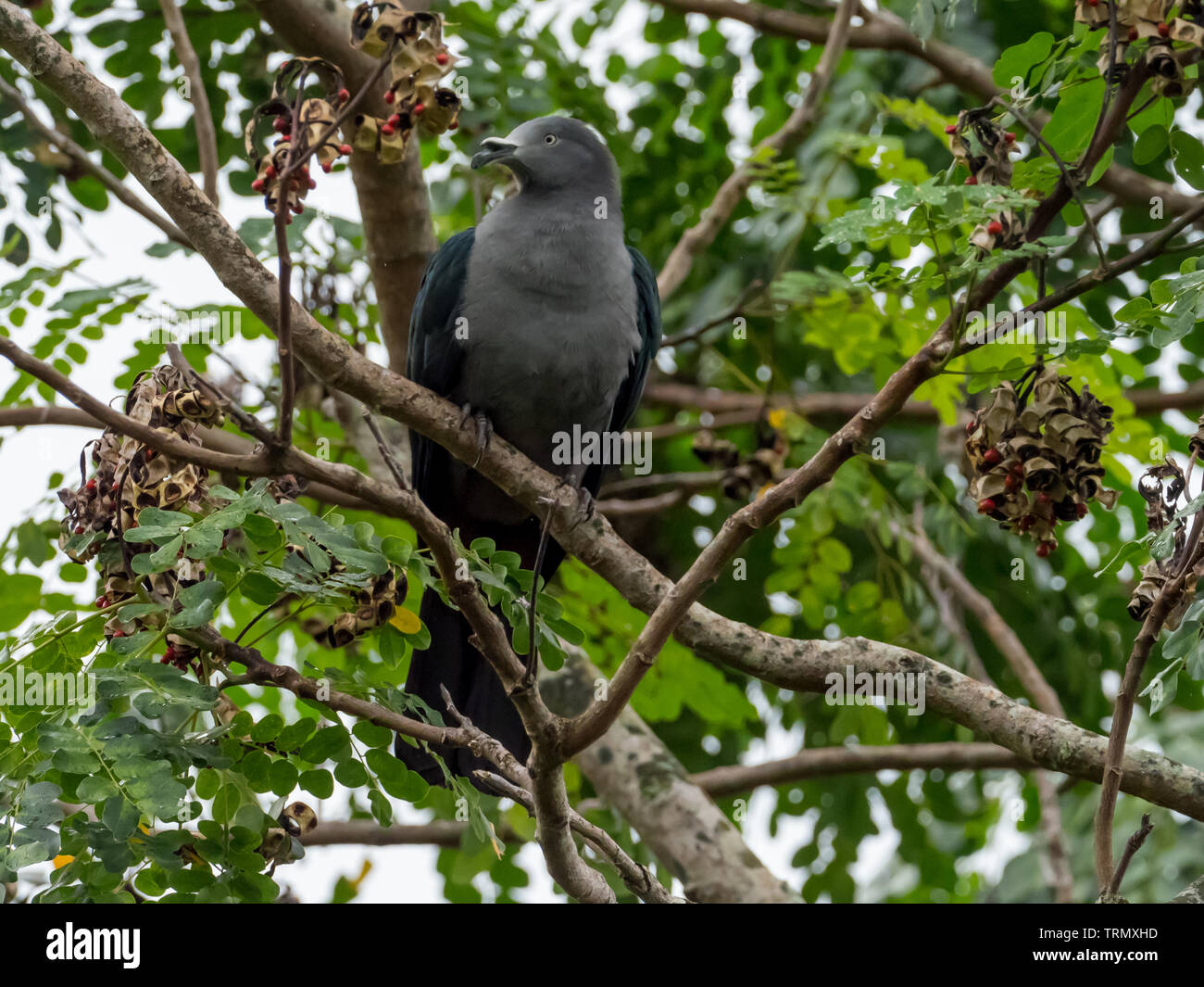 The endangered Marquesan Imperial-Pigeon, Ducula galeata, only found on the island of Nuku Hiva in the Marquesas of French Polynesia Stock Photo