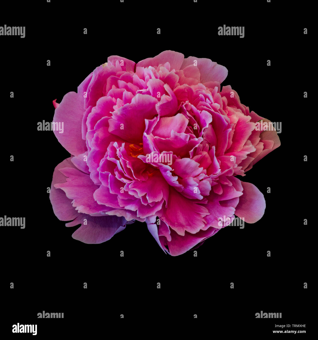 Isolated Single Red Peony Blossom Black Background Fine Art Still
