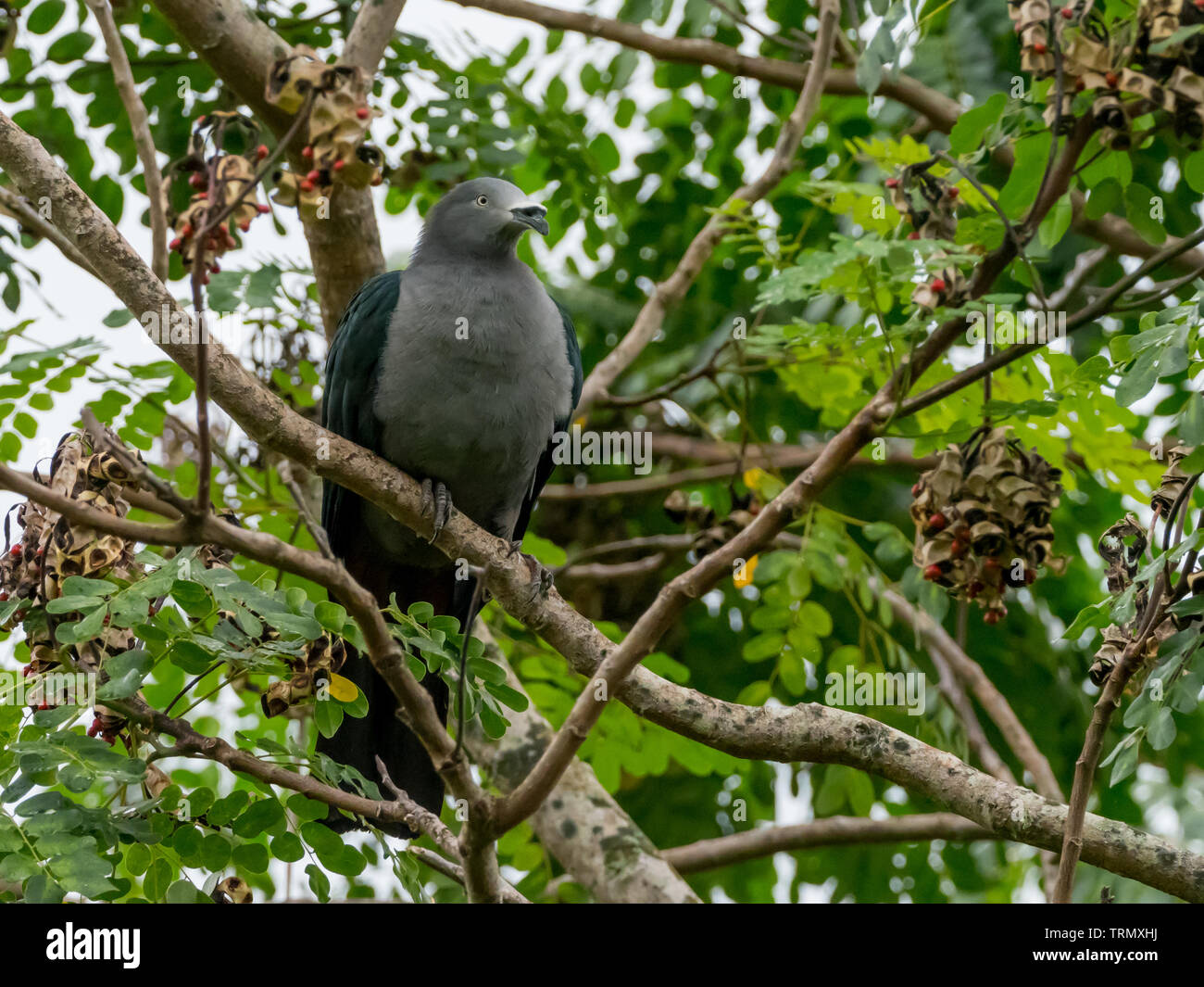 The endangered Marquesan Imperial-Pigeon, Ducula galeata, only found on the island of Nuku Hiva in the Marquesas of French Polynesia Stock Photo