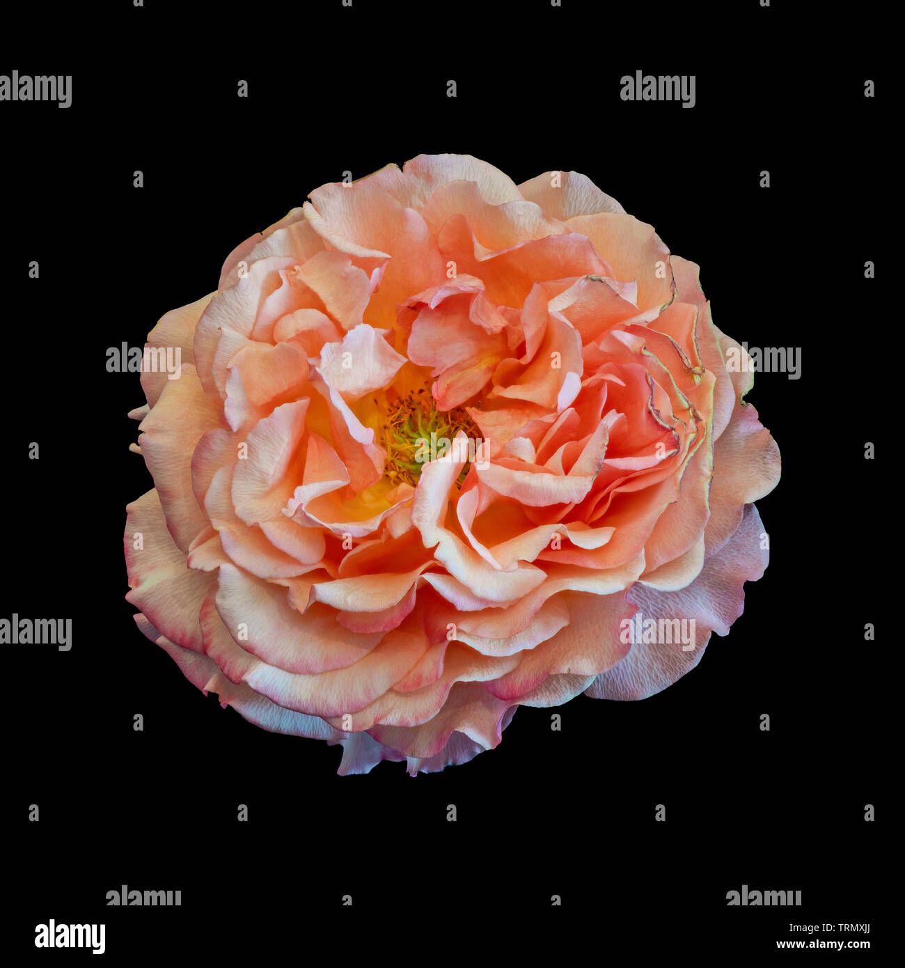 orange pink rose blossom macro isolated on black background, a fine art still life close-up of a single bloom in vintage painting style Stock Photo