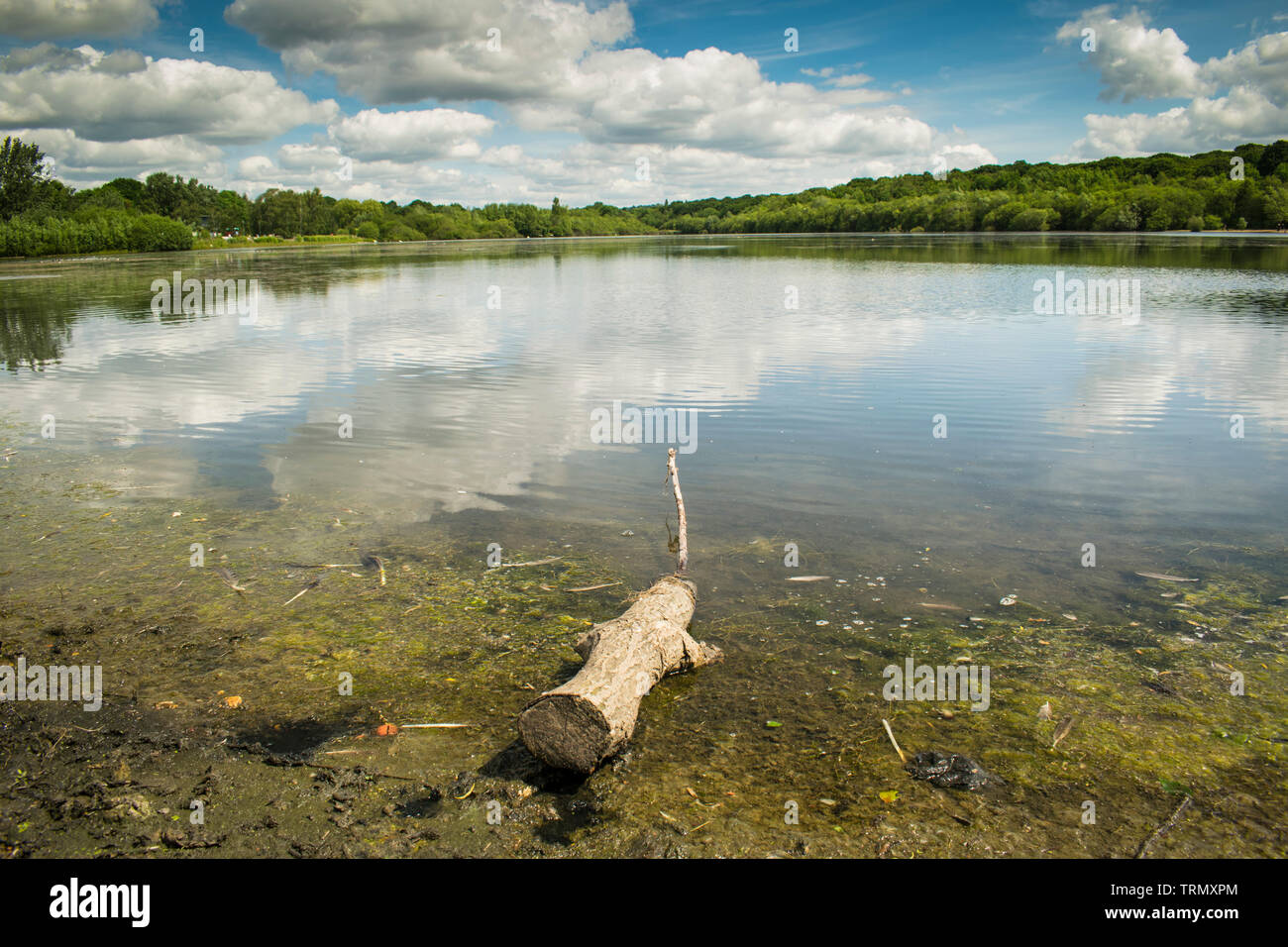 Still waters of Ruislip Lido with washed up log surrounded by green trees, with a cloudy blue sky. London nature reserve. Stock Photo