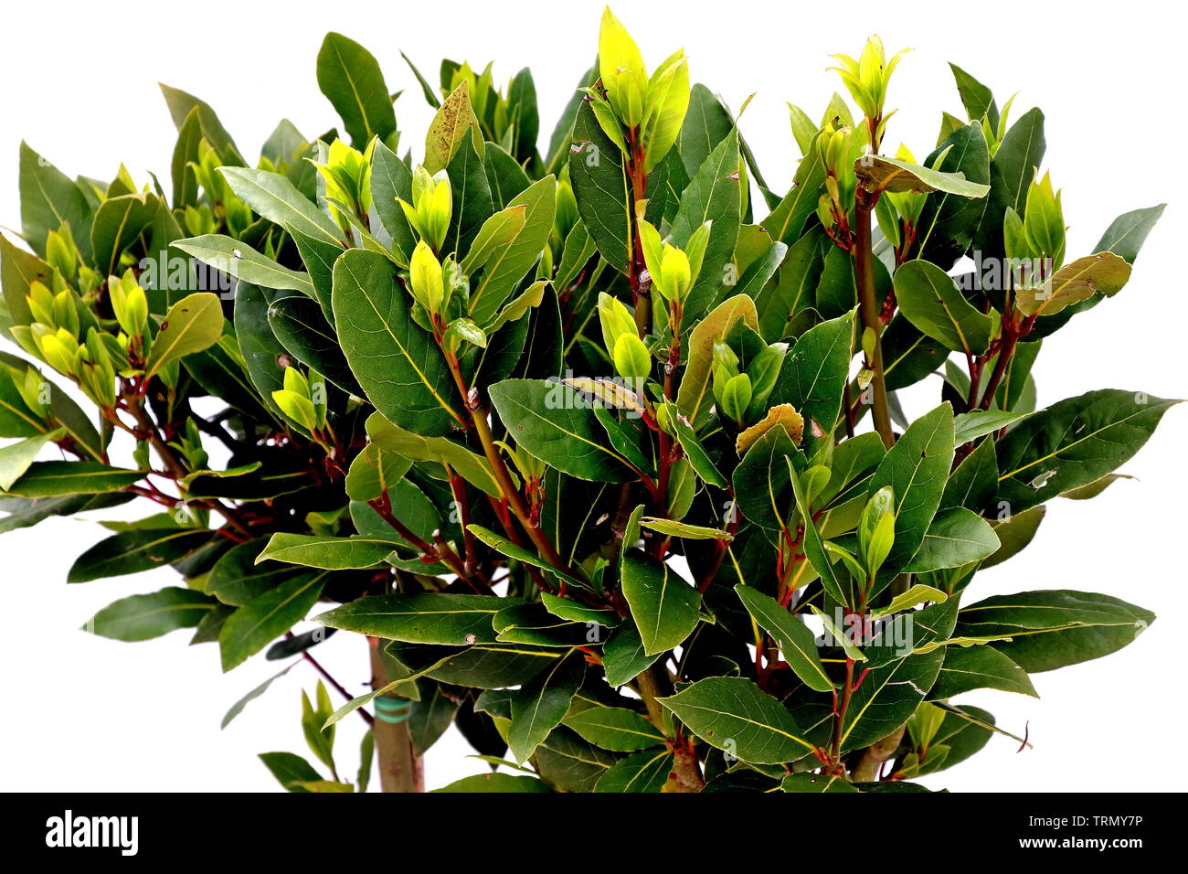 The Bay Leaf tree (Laurus nobilis) has long been used for cooking and was a holy tree for the Greeks & Romans. A small evergreen tree for the garden Stock Photo