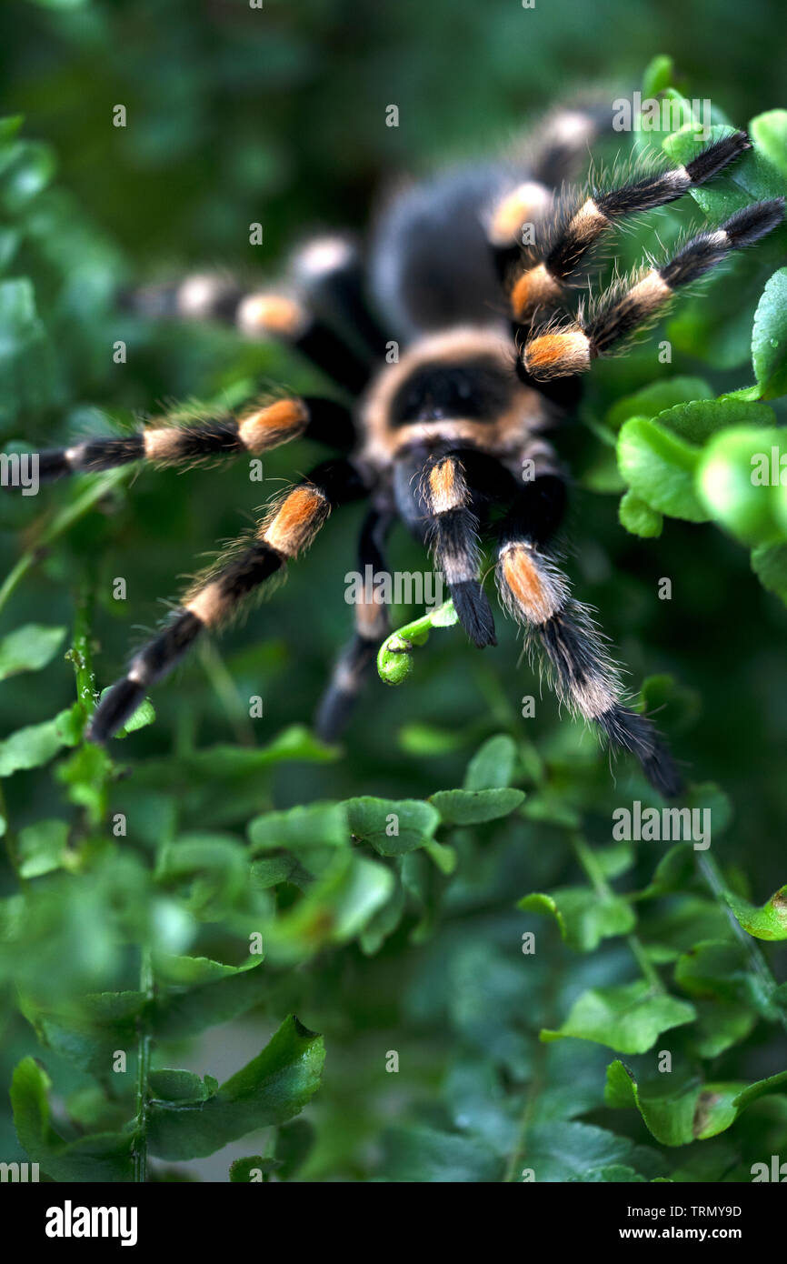 Orange And Black Spider