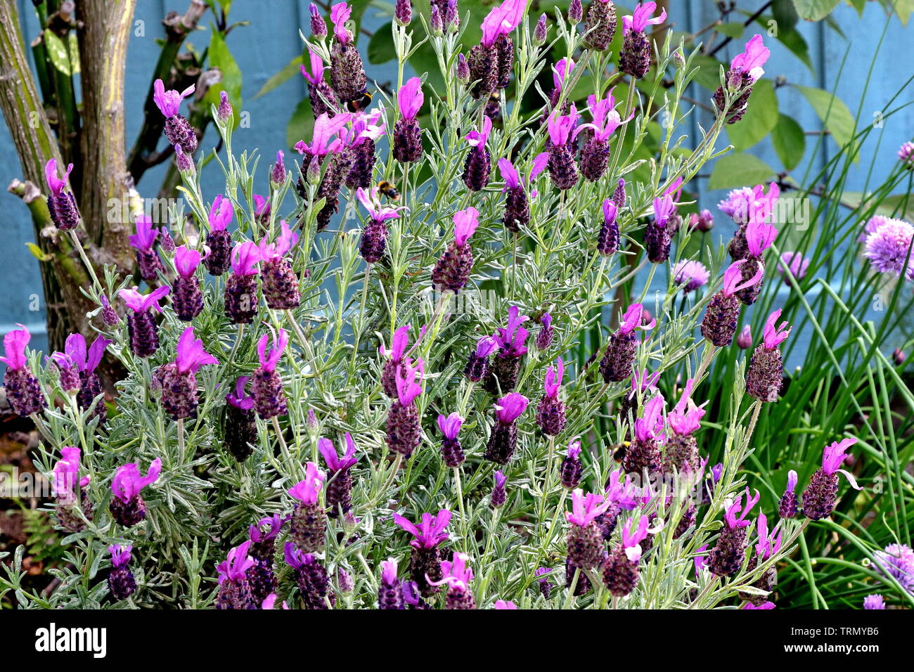 French or Spanish Lavender, Lavandula stoechas, or topped lavender, is a species of flowering plant in the family Lamiaceae Stock Photo