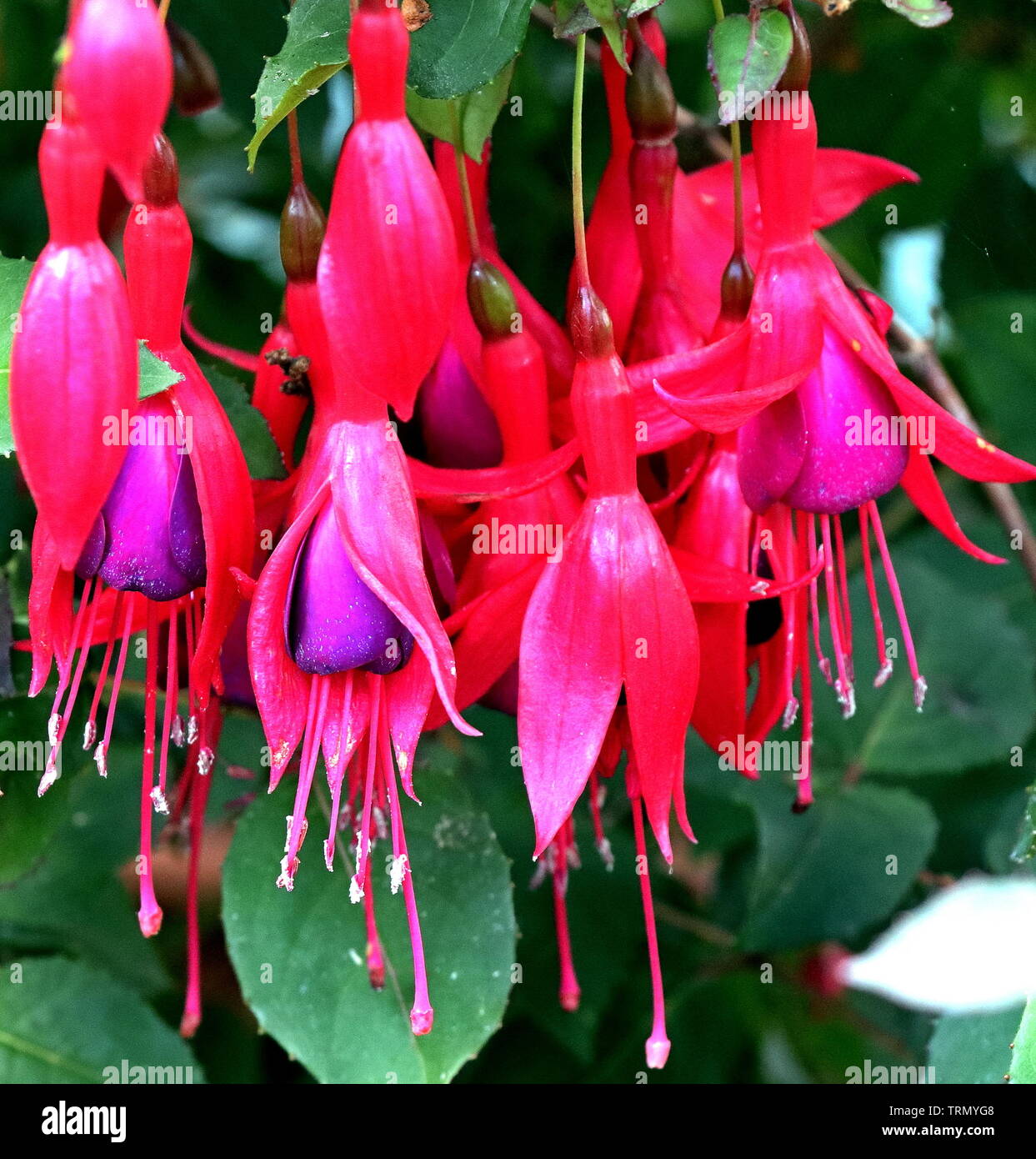 Fuchsia (Onagraceae). Fuchsia triphylla, discovered on the Caribbean island of Hispaniola about 1696–1697 by the French Minim monk Charles Plumier Stock Photo