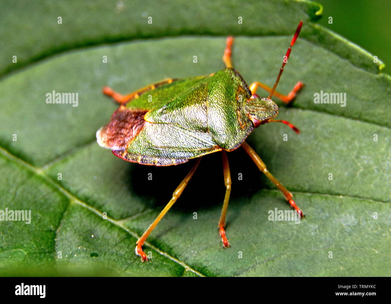 Green shield bug, Palomena prasina, is a European species in the family Pentatomidae. Also referred-to as a green stink bug, Acrosternum hilare Stock Photo