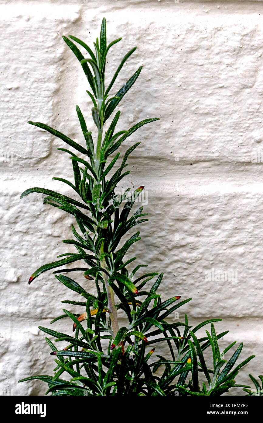 Rosemary (Rosmarinus officinalis) a woody, perennial herb with fragrant, evergreen, needle-like leaves and white, pink, purple, or blue flowers. Stock Photo