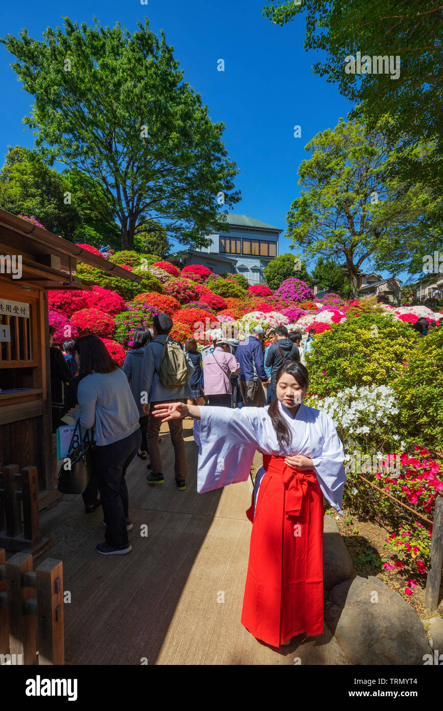 Asia, Japan, Tokyo, Nezu shrine, Azaleas (Rhododendron; genus, part of Ericaceae family) Stock Photo