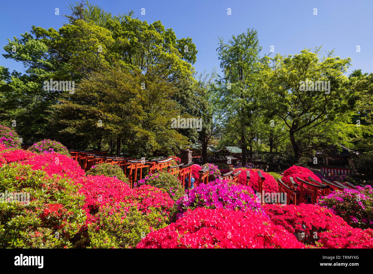 Asia, Japan, Tokyo, Nezu shrine, Azaleas (Rhododendron; genus, part of Ericaceae family) Stock Photo