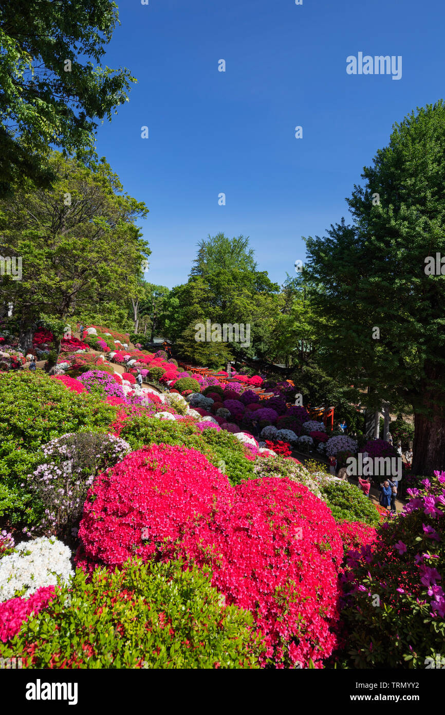 Asia, Japan, Tokyo, Nezu shrine, Azaleas (Rhododendron; genus, part of ...