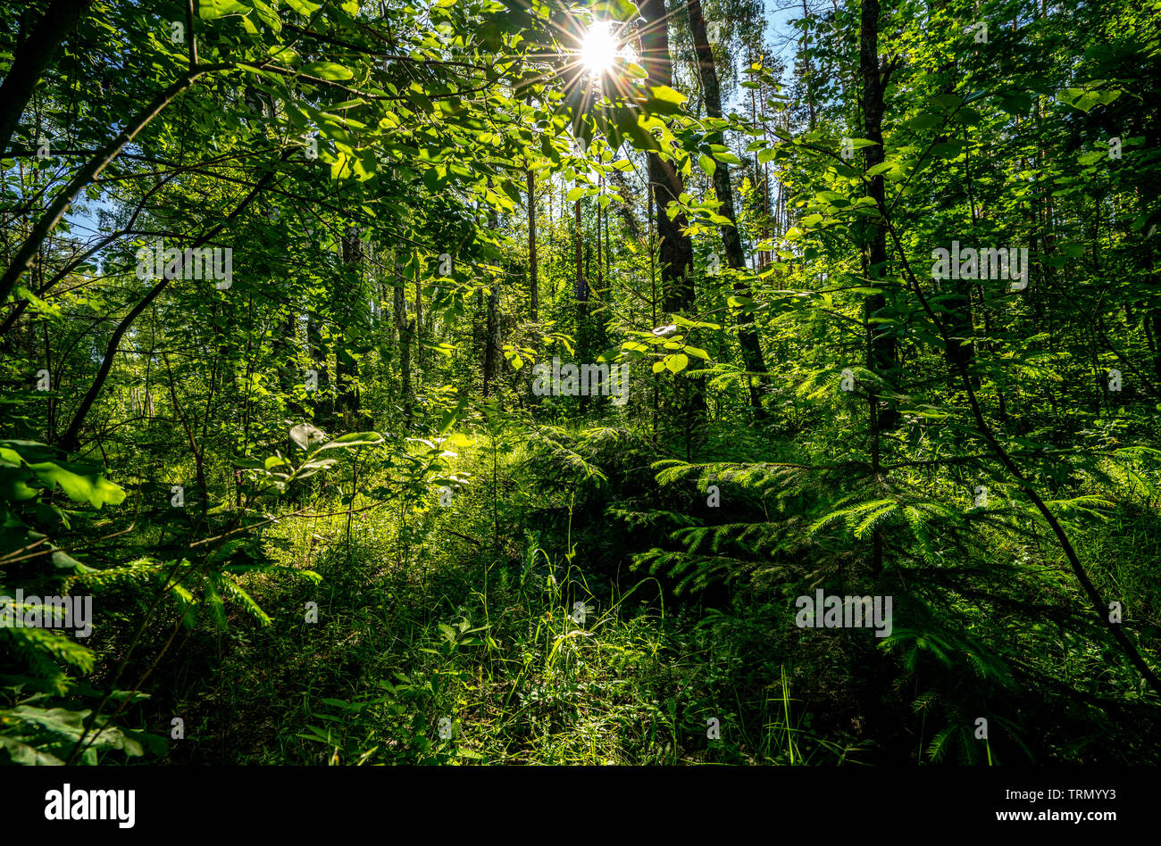 beautiful summer landscape, the sun's rays make their way through the thickets in the dark dense forest Stock Photo