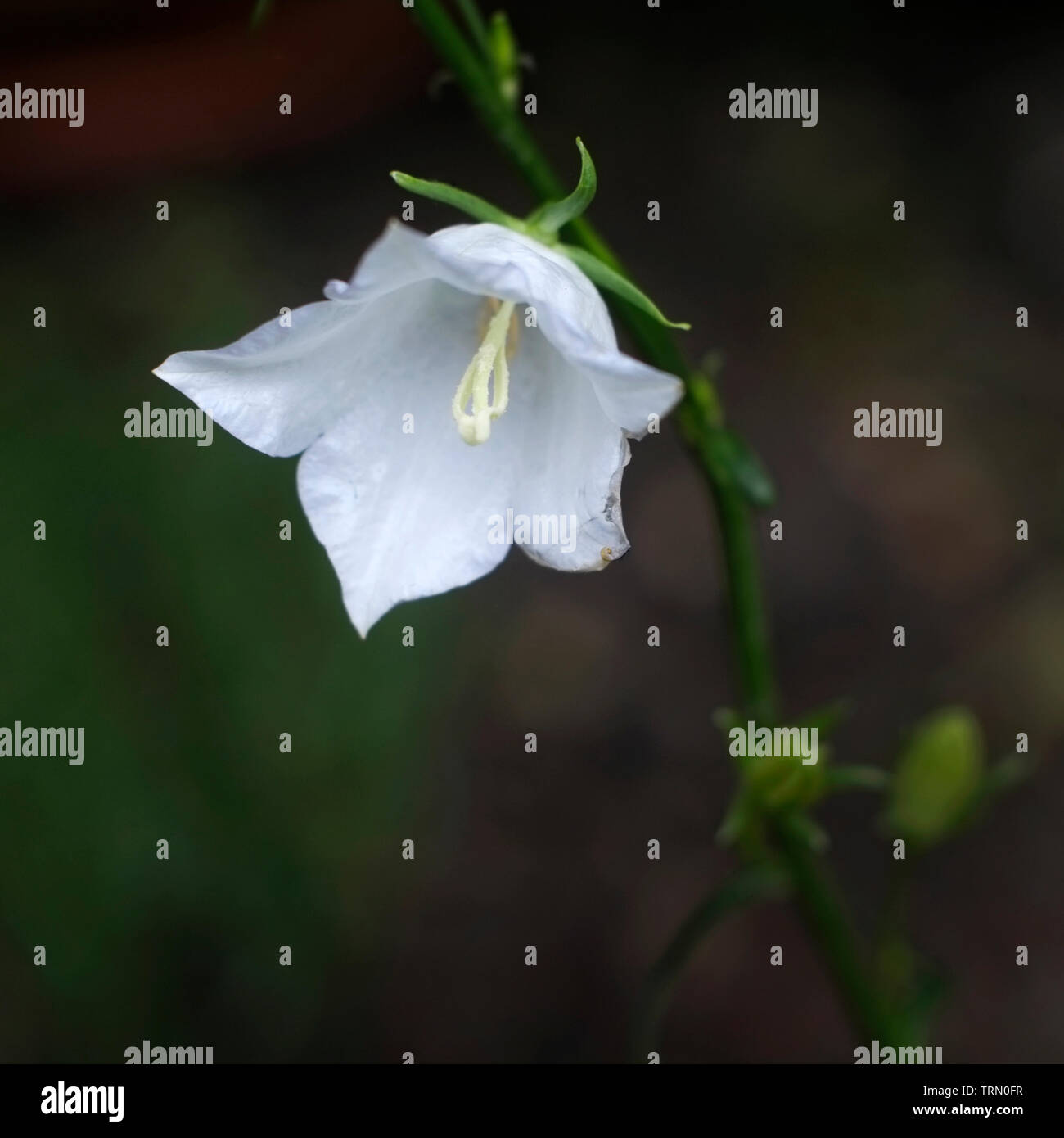 A single white campanula flower Stock Photo