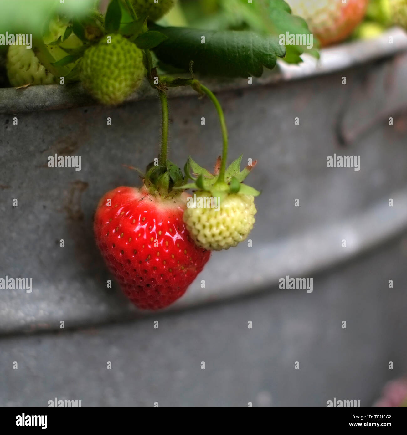 Strawberry plant growing inn a galvanised metal tub Stock Photo Alamy