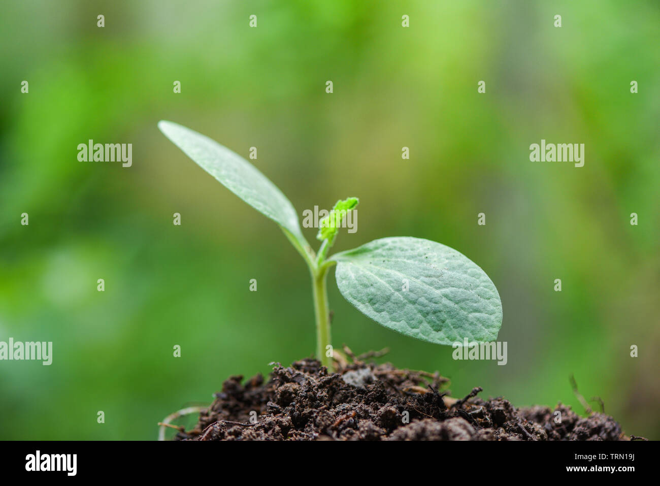 Young plant growth on neutral green background / Agriculture new plant