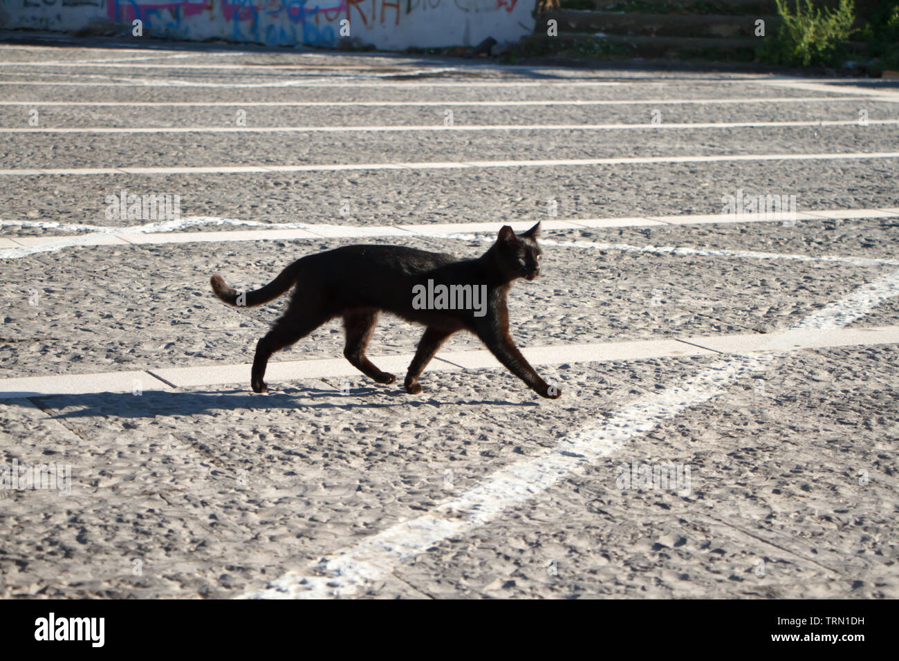 A black cat walks through a stone square with markings on a sunny day ...