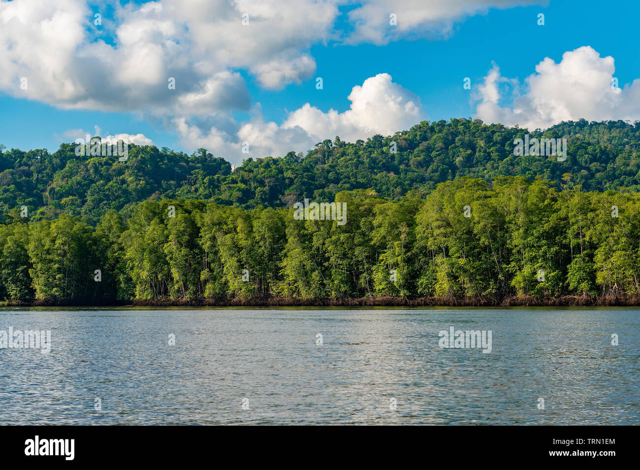 Landscape of a mangrove forest along the Sierpe river, Corcovado national park, Osa Peninsula, Costa Rica. Stock Photo