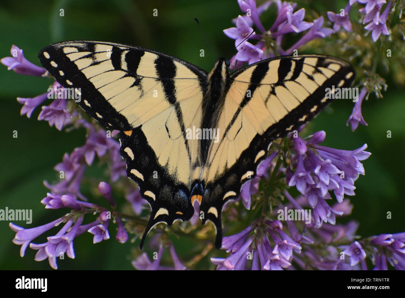 Springtime garden butterfly feeding amidst pollination of violet floral display Stock Photo