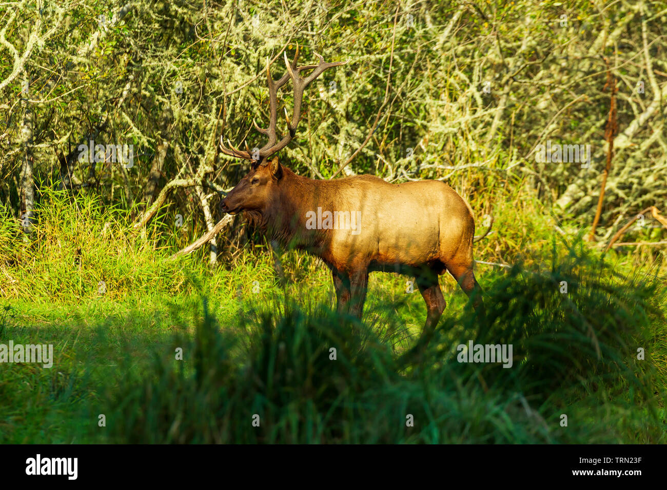 Roosevelt Elk (Cervus elaphus roosevelti) bull feeding in Redwood National Park, California Stock Photo